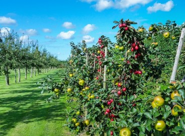 Pommier colonnaire : conseils de plantation