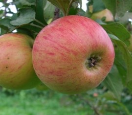 Pommier Tolunay : caractéristiques de la variété et entretien