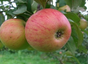 Pommier Tolunay : caractéristiques de la variété et entretien