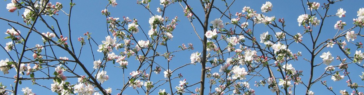Assurer une bonne récolte : comment prendre soin d’un pommier au printemps après l’hiver