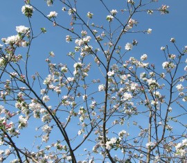 Assurer une bonne récolte : comment prendre soin d’un pommier au printemps après l’hiver