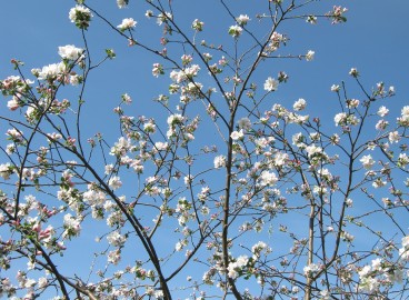 Assurer une bonne récolte : comment prendre soin d’un pommier au printemps après l’hiver