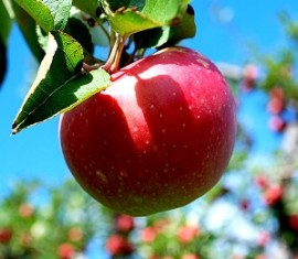 Pommier Elena : caractéristiques de la variété et entretien