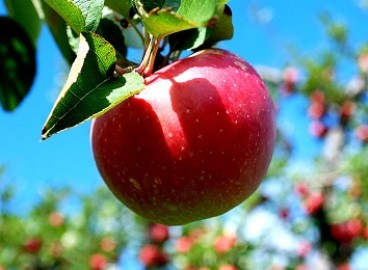 Pommier Elena : caractéristiques de la variété et entretien