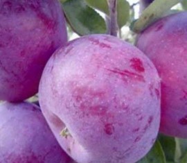 Pommier Lobo : caractéristiques de la variété et entretien