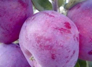 Pommier Lobo : caractéristiques de la variété et entretien