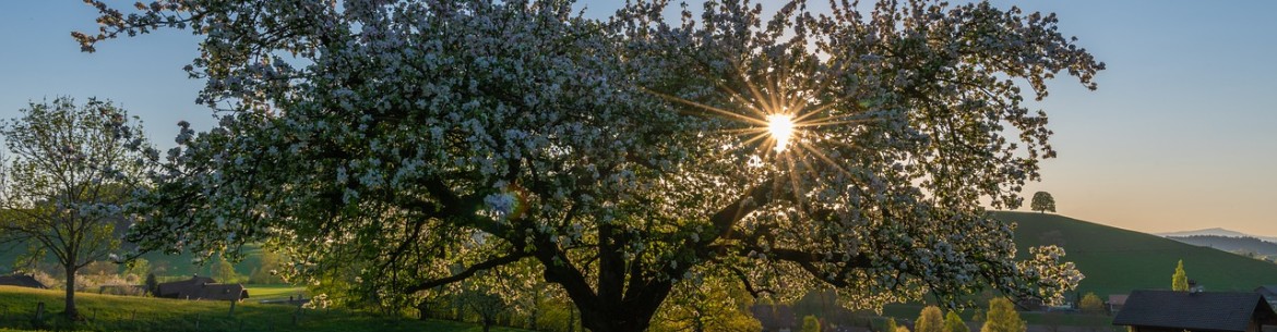 Pourquoi votre pommier ne fleurit pas : liste complète des raisons et meilleures solutions