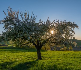 Pourquoi votre pommier ne fleurit pas : liste complète des raisons et meilleures solutions