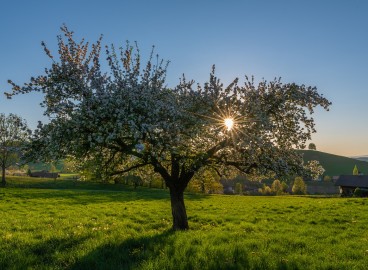 Pourquoi votre pommier ne fleurit pas : liste complète des raisons et meilleures solutions