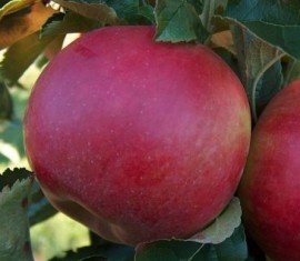 Pommier Darena : caractéristiques de la variété et entretien