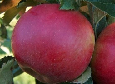 Pommier Darena : caractéristiques de la variété et entretien