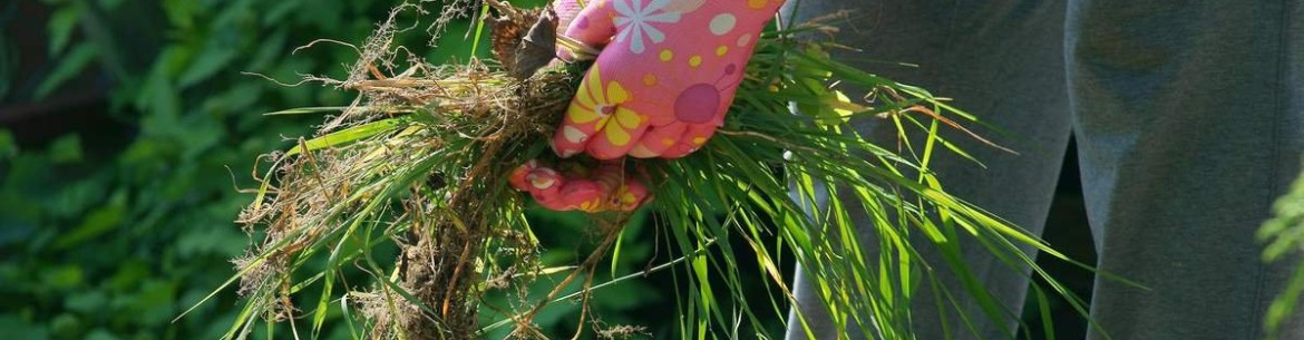 How to Get Rid of Weeds in Your Garden: 10 Proven Methods