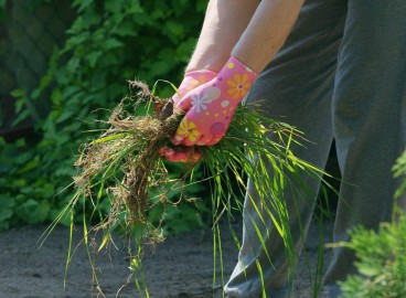 Comment se débarrasser des mauvaises herbes dans son jardin : 10 méthodes éprouvées