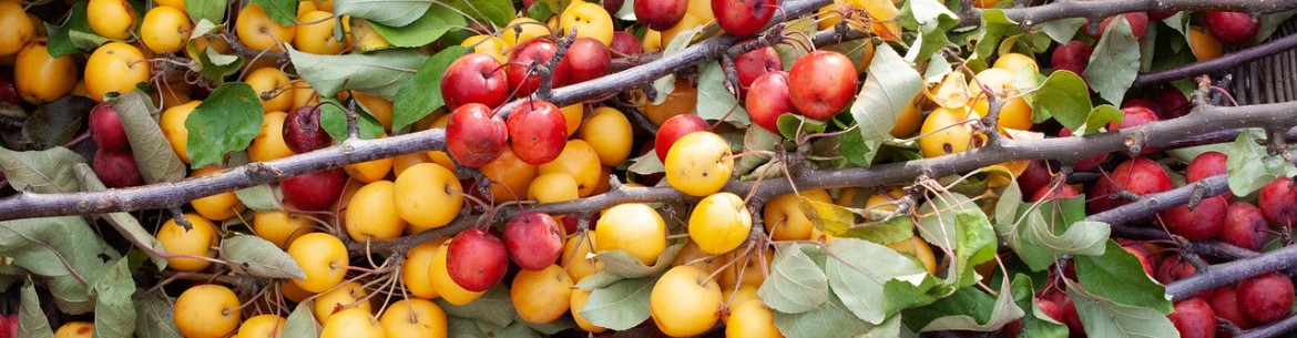 Comment greffer un pommier sur un porte-greffe sauvage : un guide étape par étape pour les jardiniers débutants