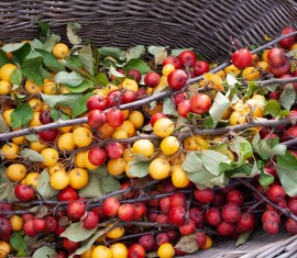Comment greffer un pommier sur un porte-greffe sauvage : un guide étape par étape pour les jardiniers débutants