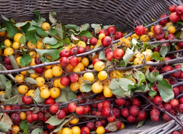 Comment greffer un pommier sur un porte-greffe sauvage : un guide étape par étape pour les jardiniers débutants