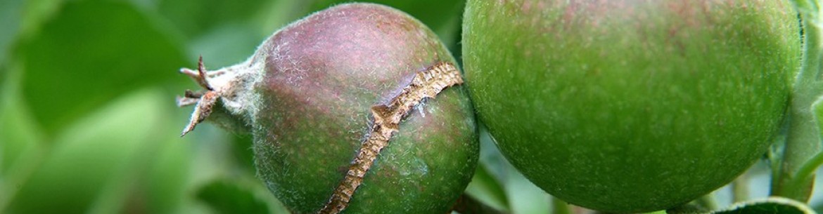 Pourquoi les pommes se fendent-elles directement sur l'arbre et que faire pour y remédier ?