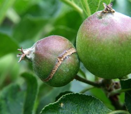 Pourquoi les pommes se fendent-elles directement sur l'arbre et que faire pour y remédier ?