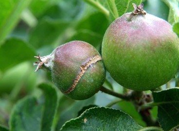Pourquoi les pommes se fendent-elles directement sur l'arbre et que faire pour y remédier ?