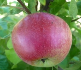 Pommier ‘Gift to Grafsky’ : caractéristiques de la variété et entretien