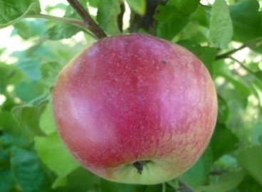 Pommier ‘Gift to Grafsky’ : caractéristiques de la variété et entretien