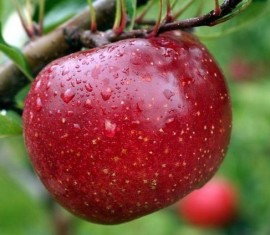 Pommier Red Free : caractéristiques de la variété et entretien