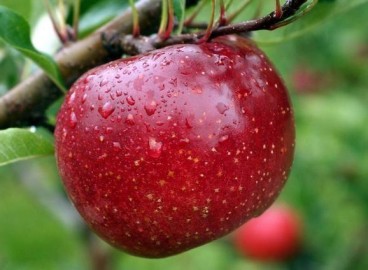 Pommier Red Free : caractéristiques de la variété et entretien