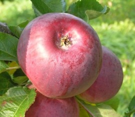 Gin de pommier : caractéristiques de la variété et entretien