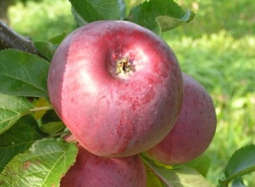 Gin de pommier : caractéristiques de la variété et entretien
