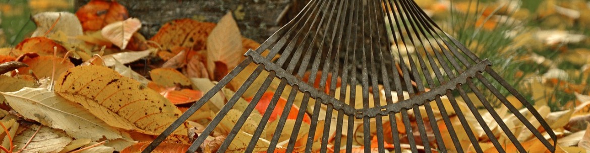 Traiter les pommiers contre les maladies et les parasites à l'automne est indispensable pour tout jardin.