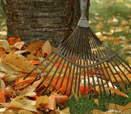 Traiter les pommiers contre les maladies et les parasites à l'automne est indispensable pour tout jardin.