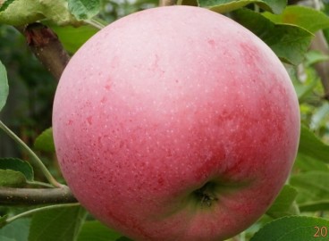 Pommier Slava Primorié : caractéristiques de la variété et entretien