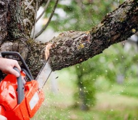 Traitement des coupes : comment sceller les branches de pommier coupées sans conséquences