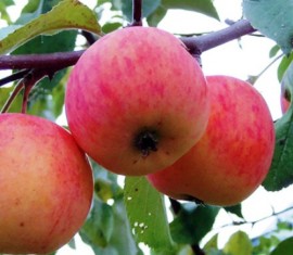 Pommier « Cadeau pour les jardiniers » : caractéristiques de la variété et entretien