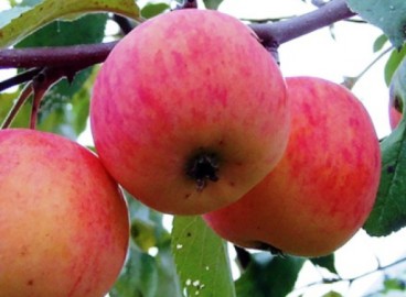 Pommier « Cadeau pour les jardiniers » : caractéristiques de la variété et entretien