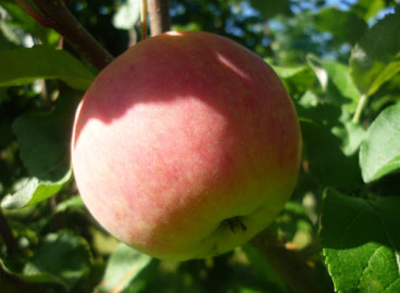 Pommier Yubiley Moskvy : caractéristiques de la variété et entretien