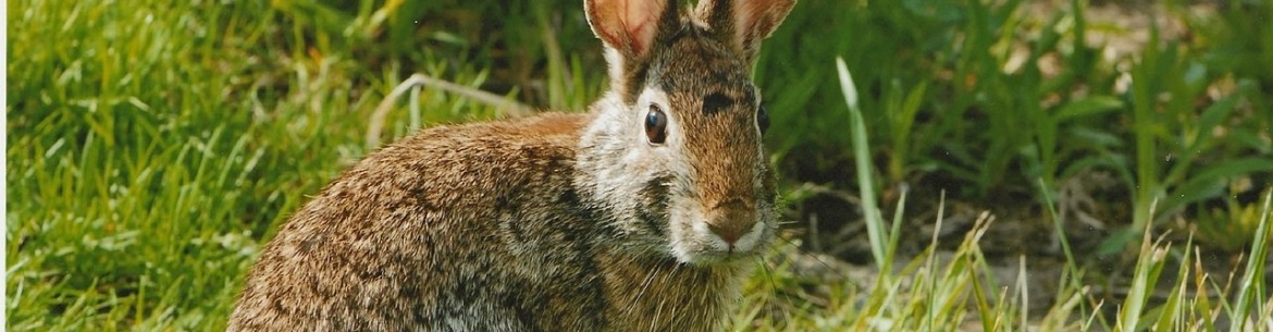 Come salvare un melo se le lepri ne hanno rosicchiato la corteccia in inverno
