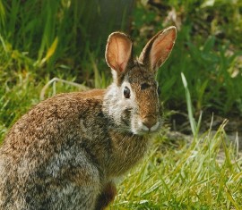 Comment sauver un pommier dont l'écorce a été rongée par les lièvres en hiver