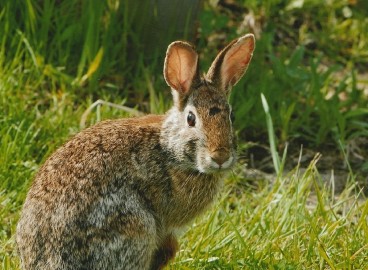 Comment sauver un pommier dont l'écorce a été rongée par les lièvres en hiver