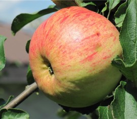 Pommier Grushovka : caractéristiques de la variété et entretien