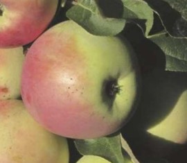 Pommier Green Noise : Variété, caractéristiques et entretien