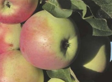 Pommier Green Noise : Variété, caractéristiques et entretien