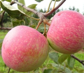 Pommier Borovinka : caractéristiques de la variété et entretien