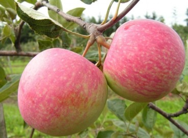 Pommier Borovinka : caractéristiques de la variété et entretien