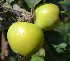 Pommier ‘Zelenka’ juteux : caractéristiques de la variété et entretien