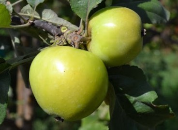 Pommier ‘Zelenka’ juteux : caractéristiques de la variété et entretien