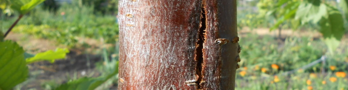 Pourquoi l'écorce des arbres fruitiers se fissure-t-elle et comment y remédier ?