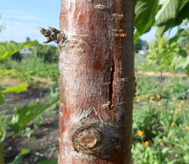 Pourquoi l'écorce des arbres fruitiers se fissure-t-elle et comment y remédier ?