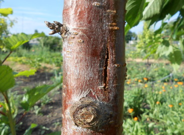 Pourquoi l'écorce des arbres fruitiers se fissure-t-elle et comment y remédier ?