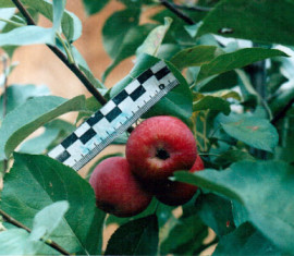 Pommier Vospitannitsa : caractéristiques de la variété et entretien